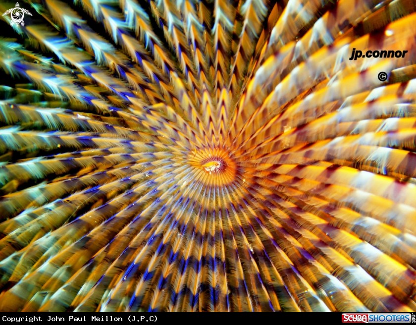 A Spirographe