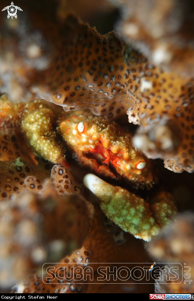 A Coral Crab