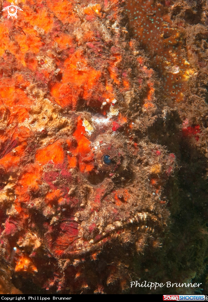 A Stone fish
