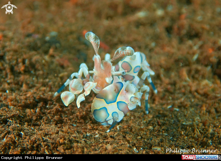 A Arlequin shrimp