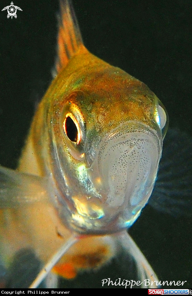 A European perch