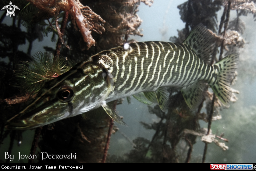 A Štuka / Pike