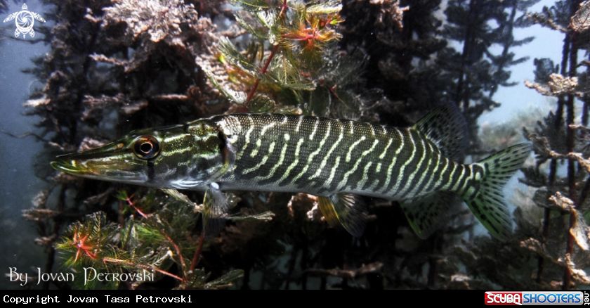 A Štuka / Pike