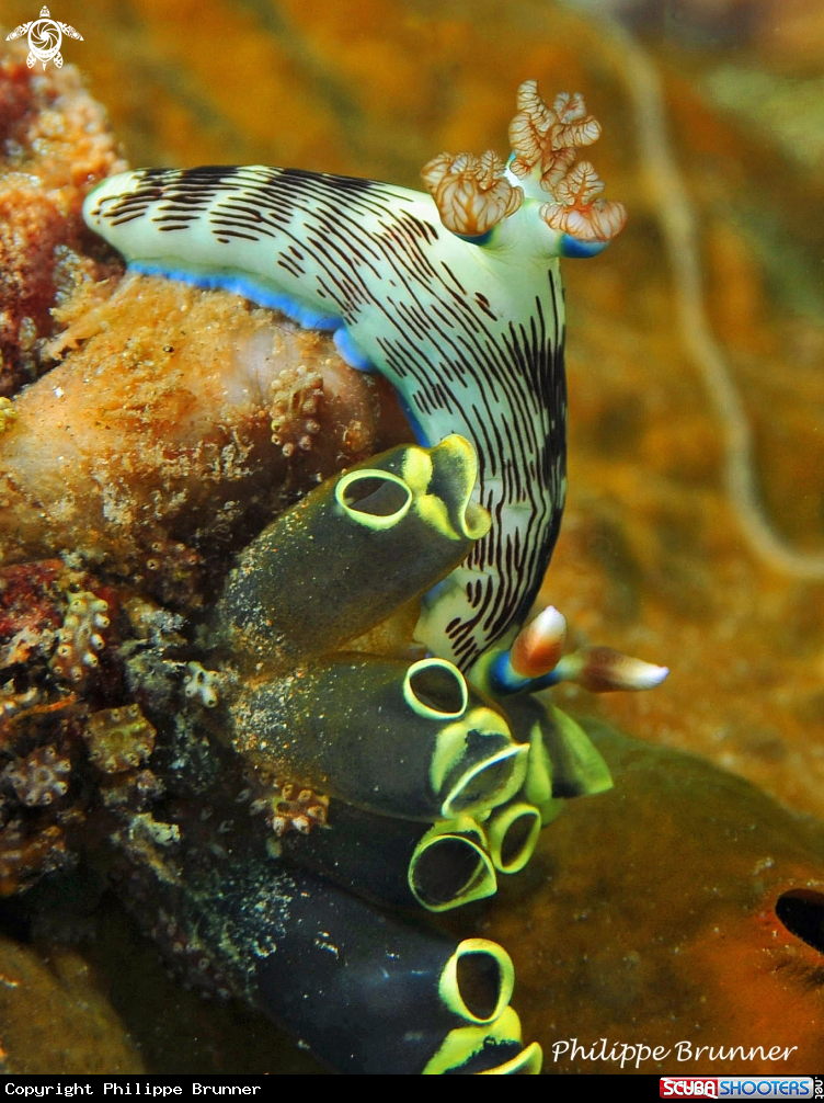 A Nudibranch