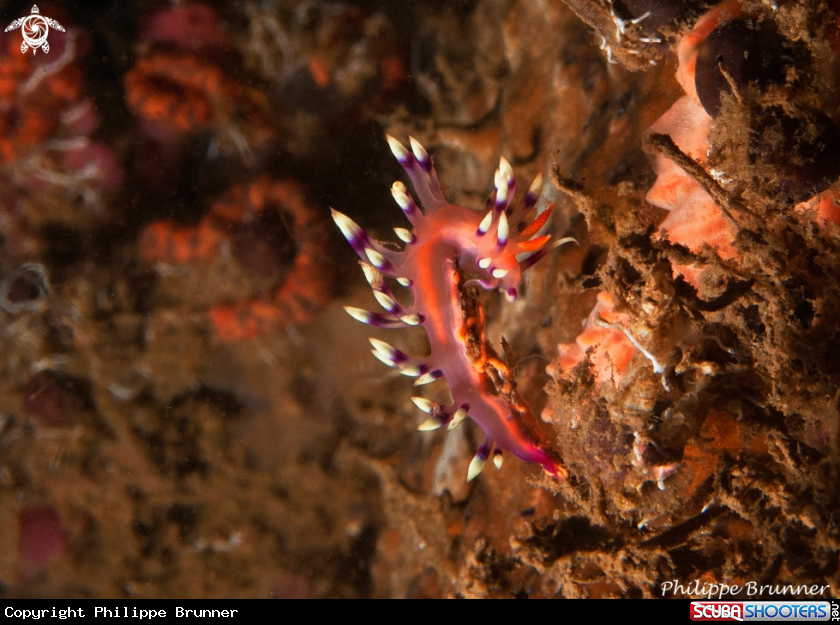 A Nudibranch