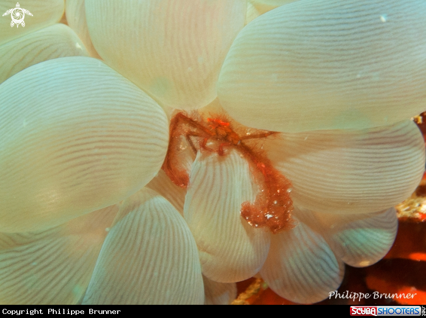 A Orang outan crab