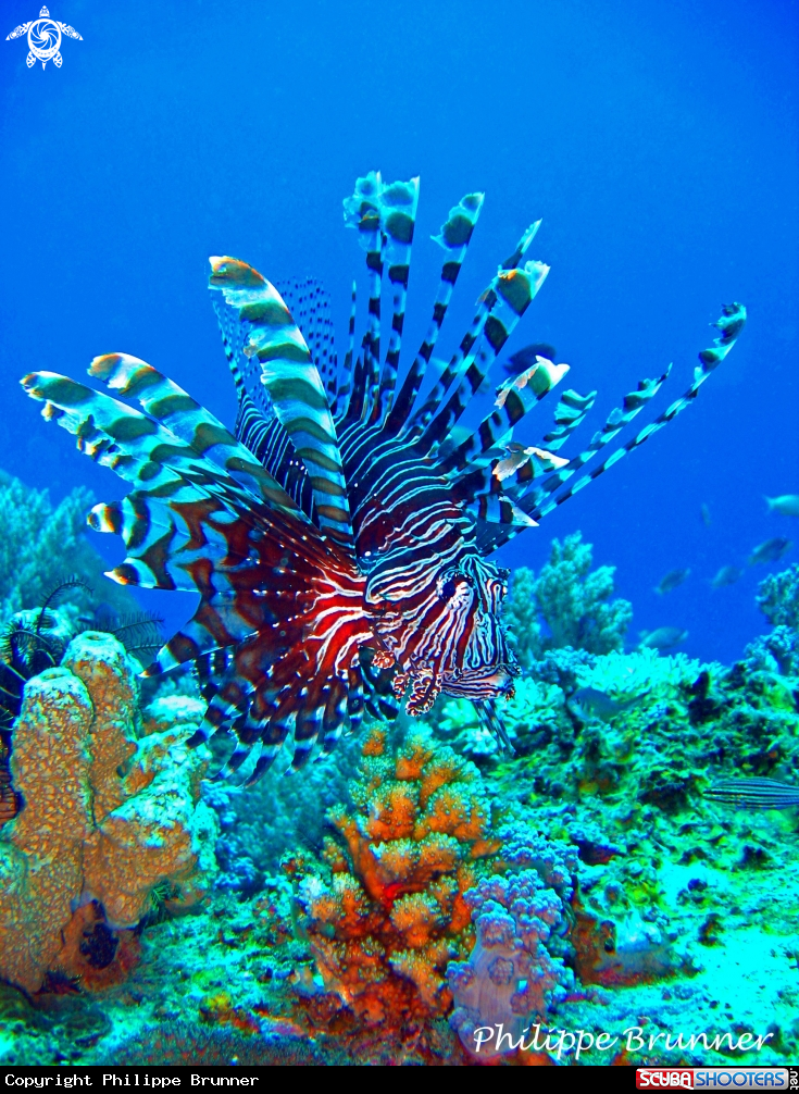 A Lion fish
