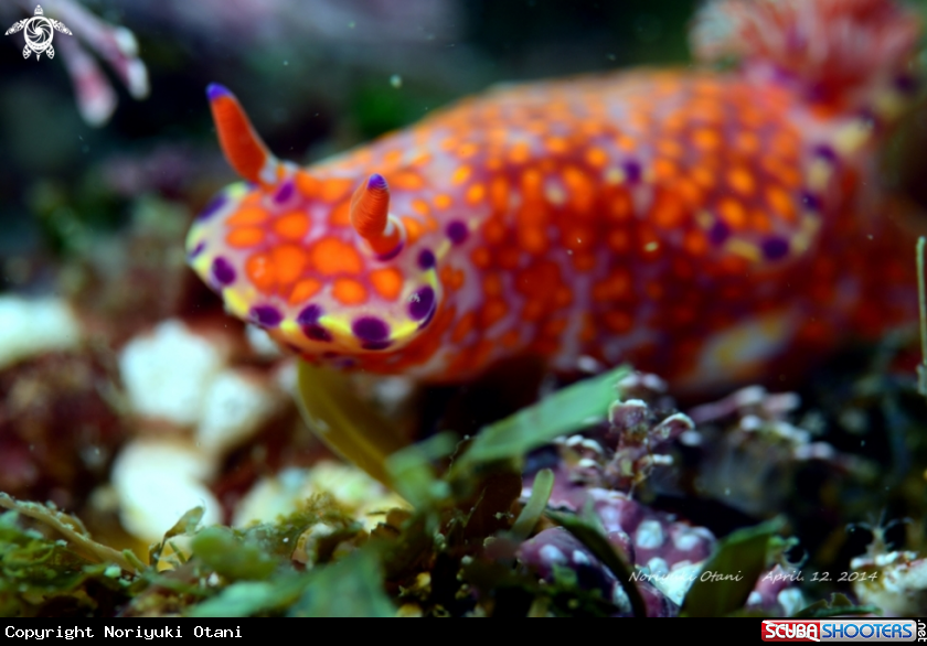 A Nudi
