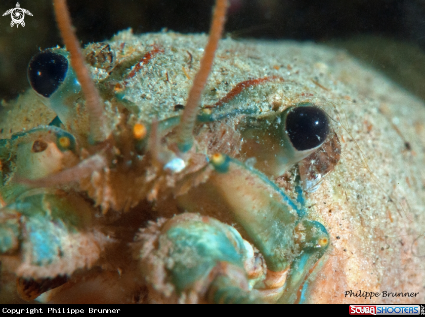 A Crayfish