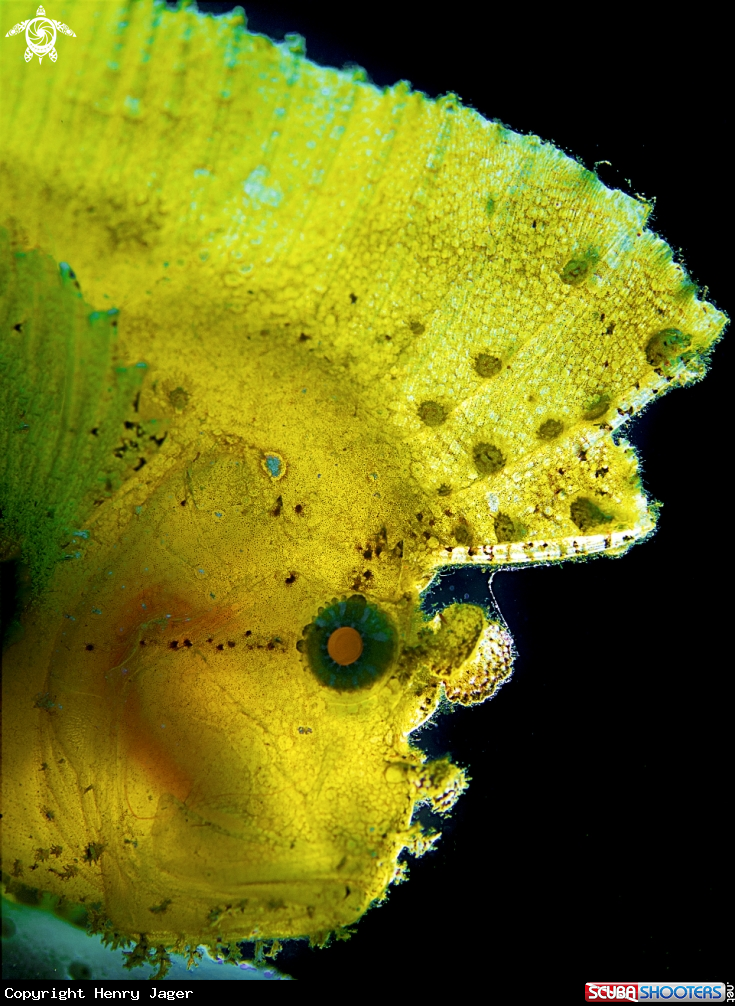 A Leaffish