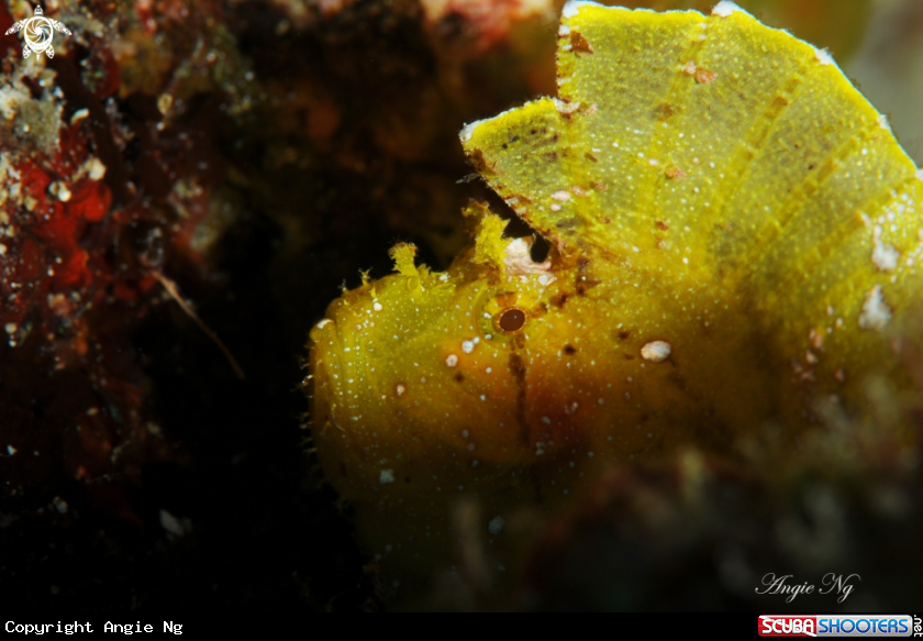 A Leaf Fish