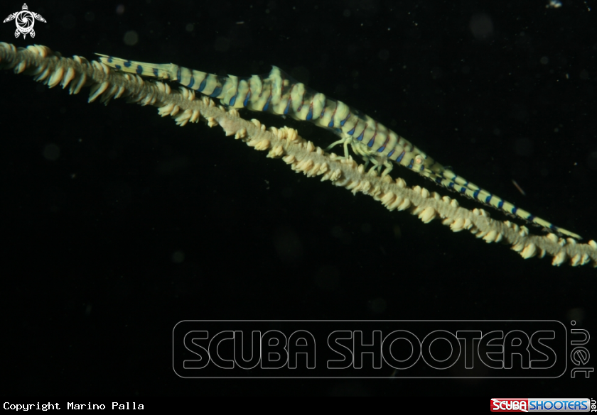 A Needle Shrimp