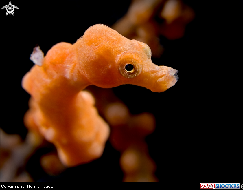 A Denise's Pygmy Seahorse
