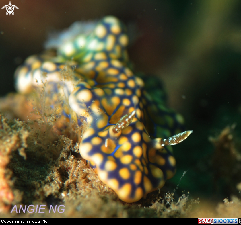 A Nudi