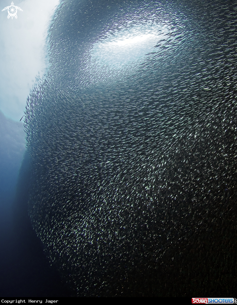 A Sardines