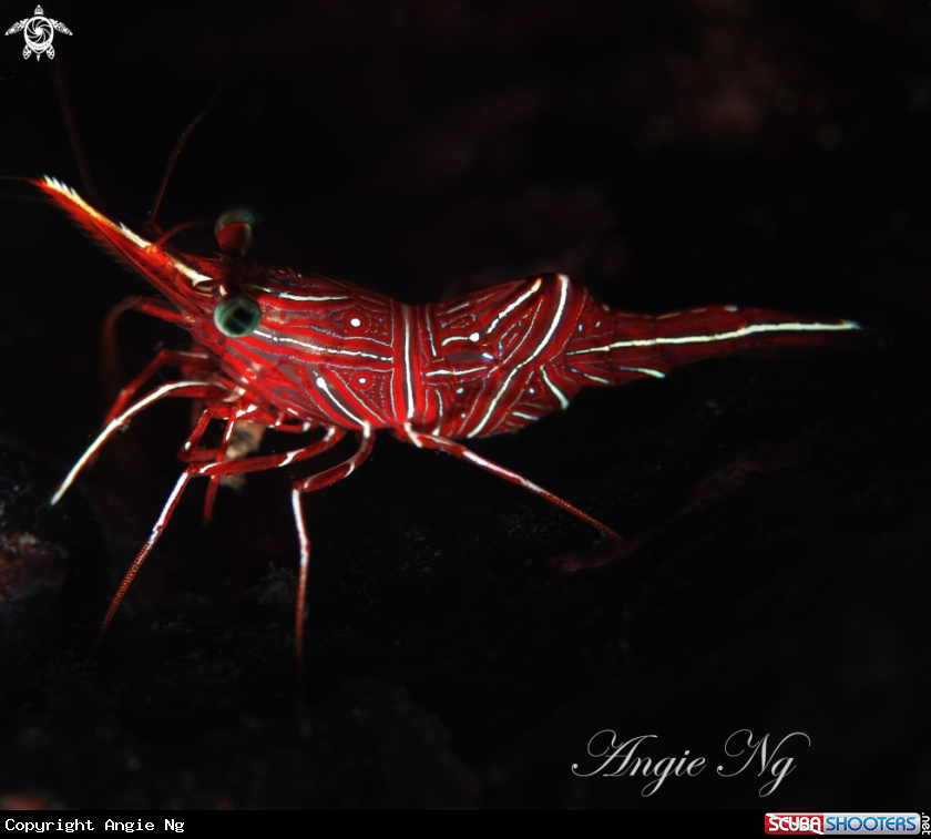 A Shrimp
