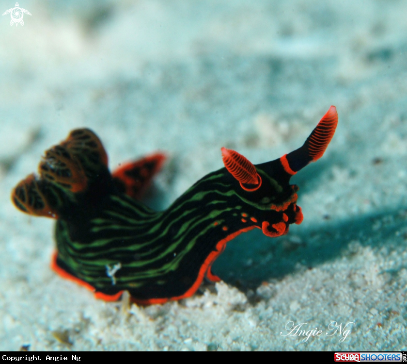 A Nudi