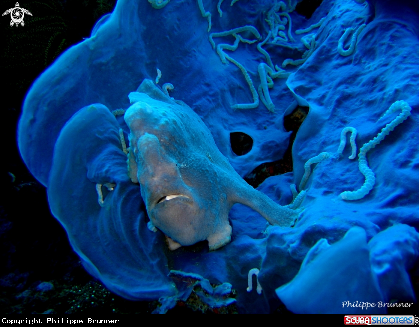 A Frog fish