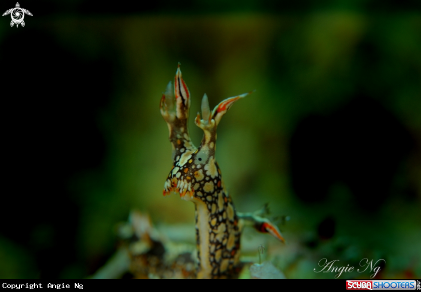 A Nudi