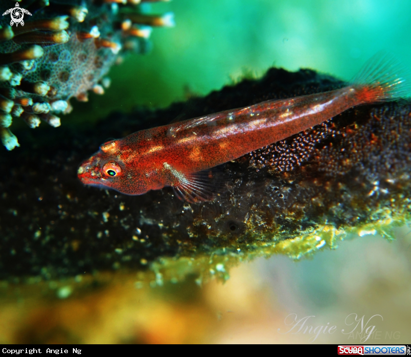 A Goby