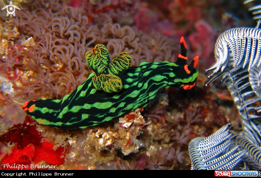 A Nudibranch