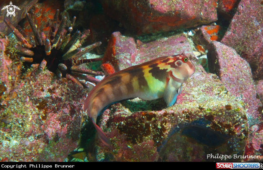 A Blenny