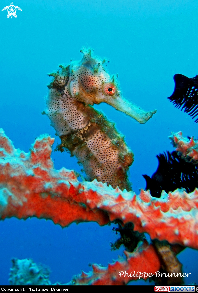 A Sea horse