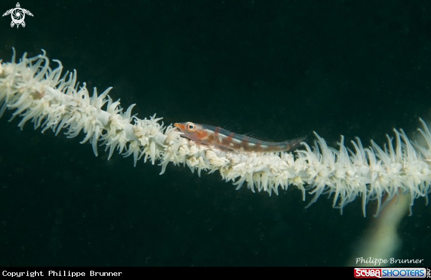 A Goby