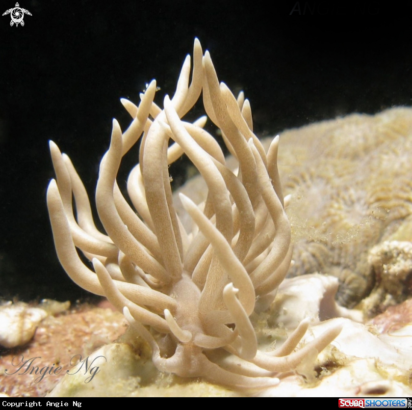 A Nudi