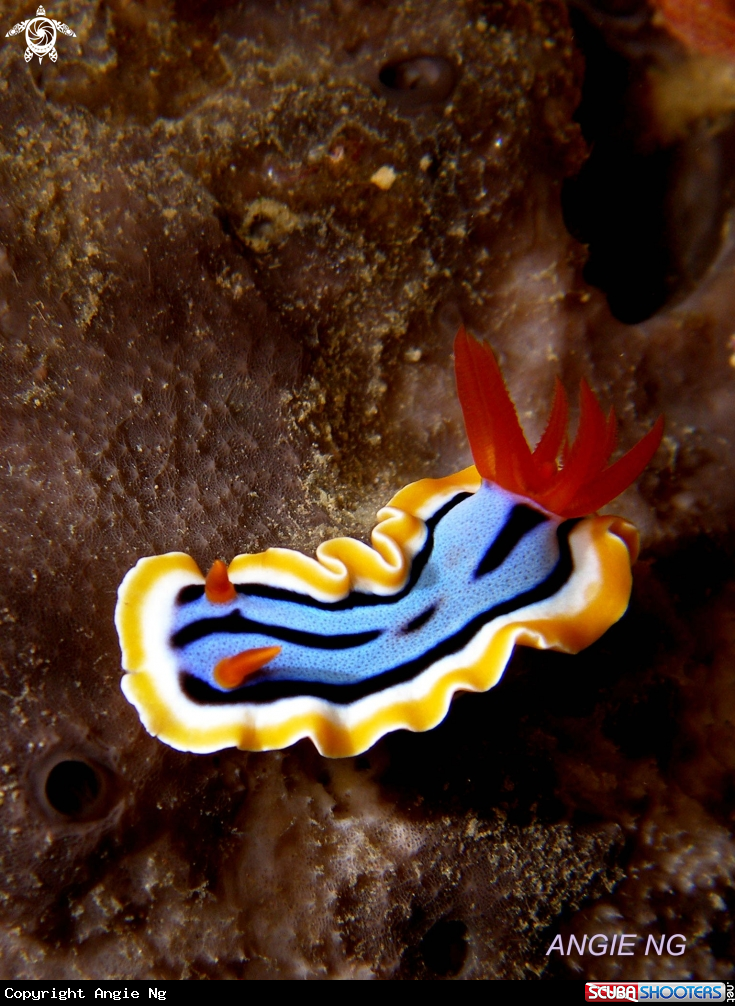 A Nudi