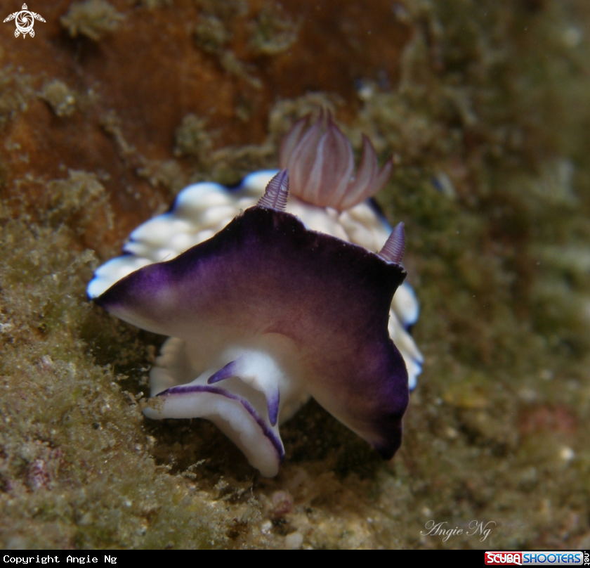A Nudi