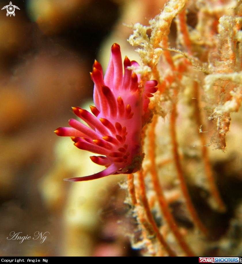 A Nudi
