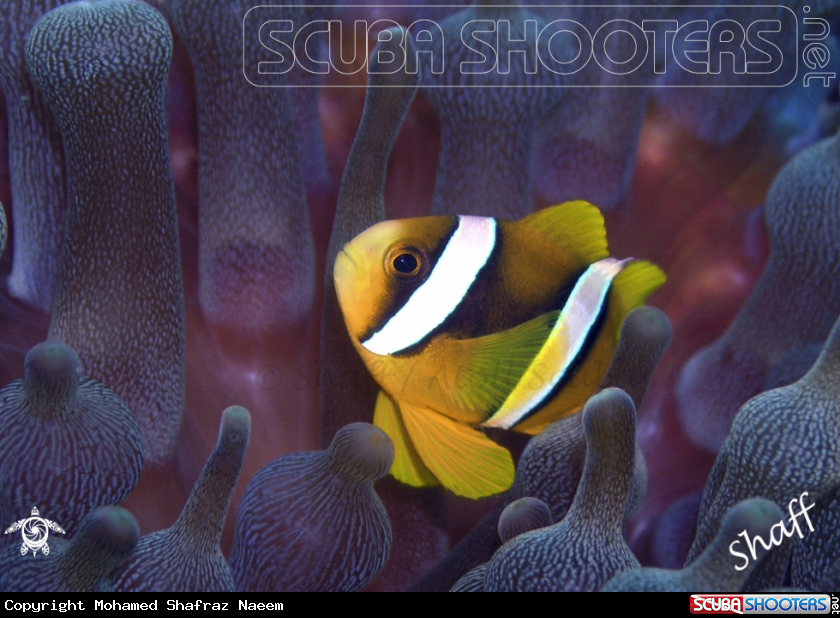 A Clark's Anemonefish