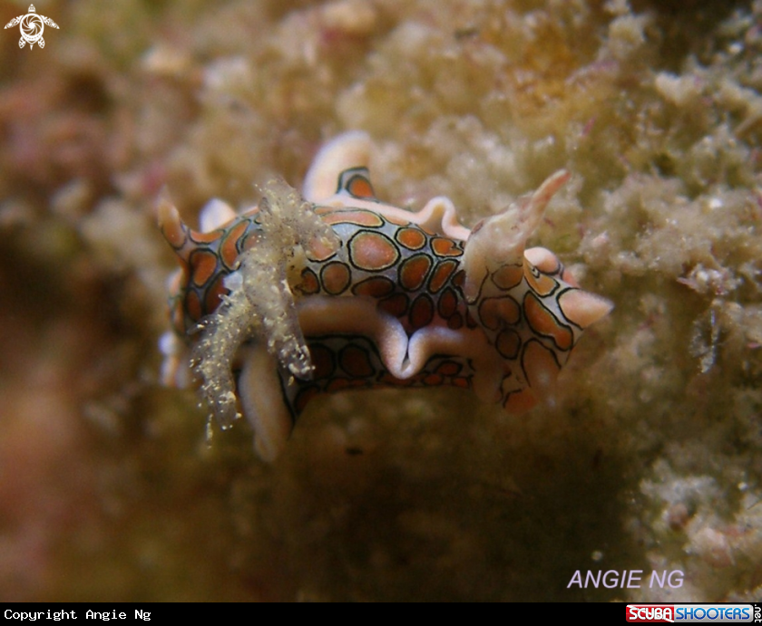 A Nudi