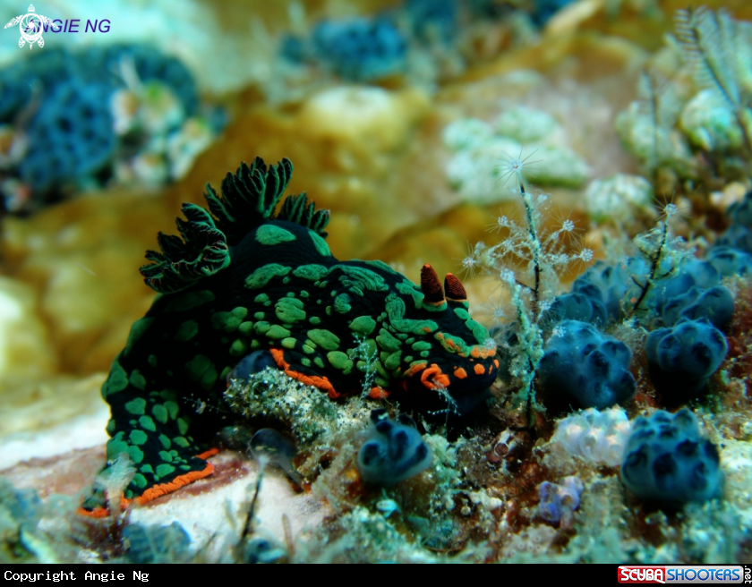 A Nudi