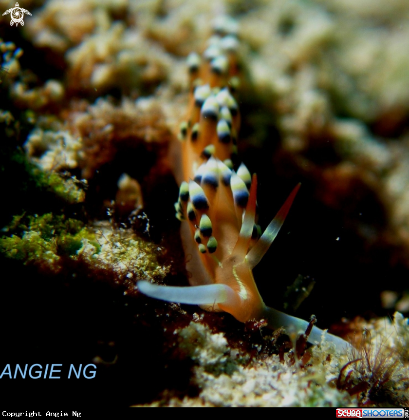 A Nudi