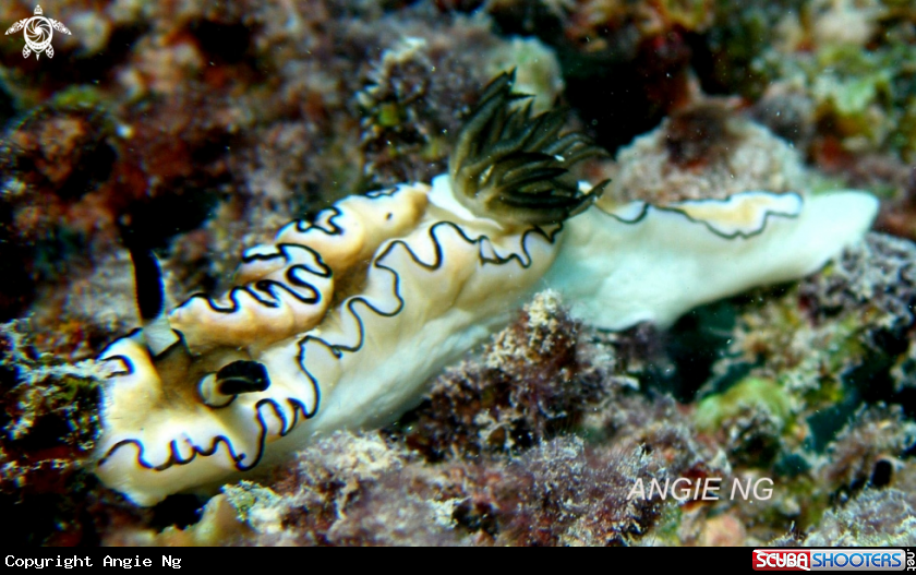 A Nudi