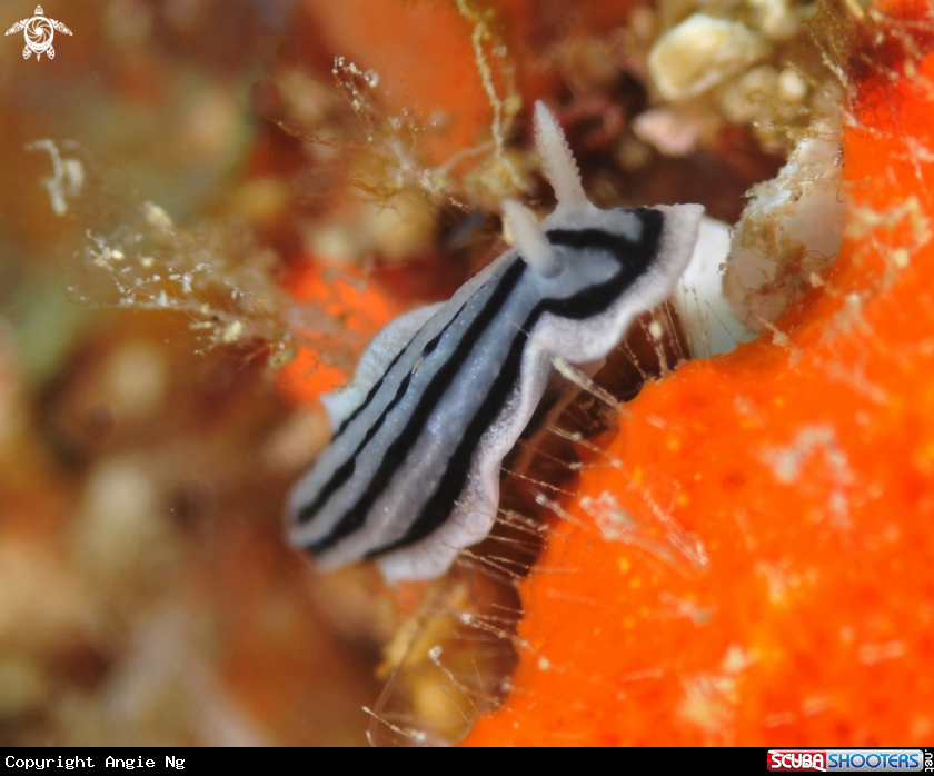 A Nudi