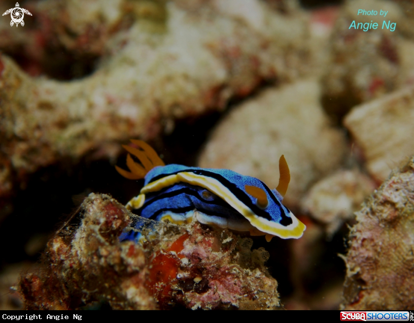 A Nudi