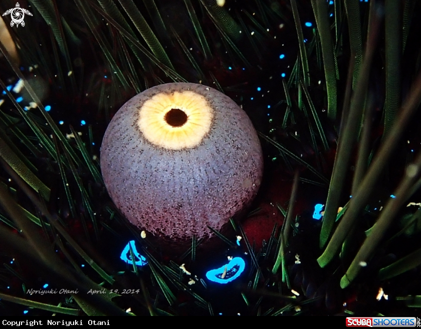 A Diadem urchin