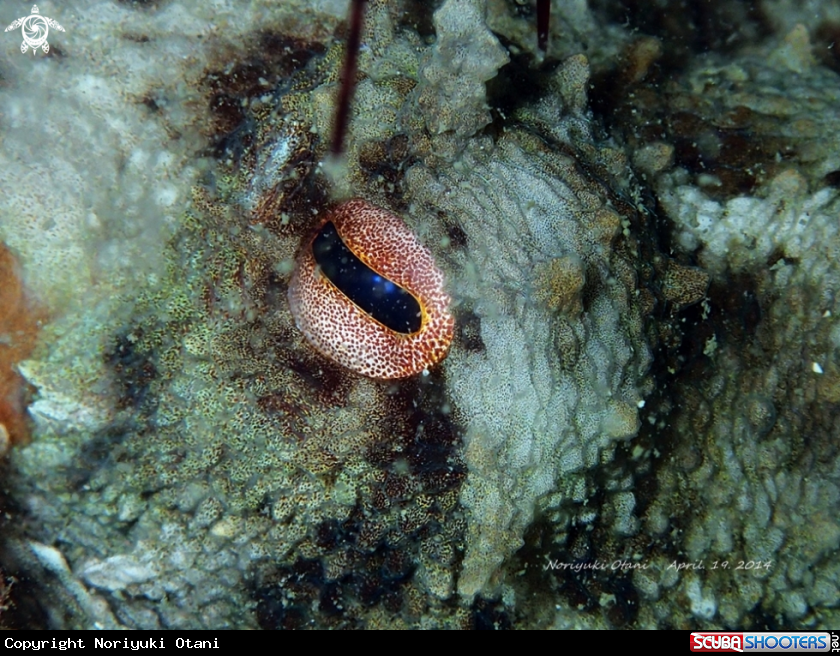 A Octopus
