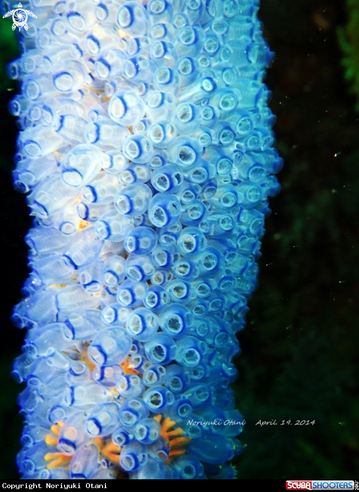 A tunicate