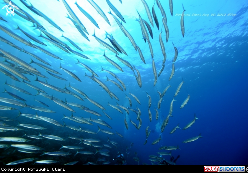 A Barracuda