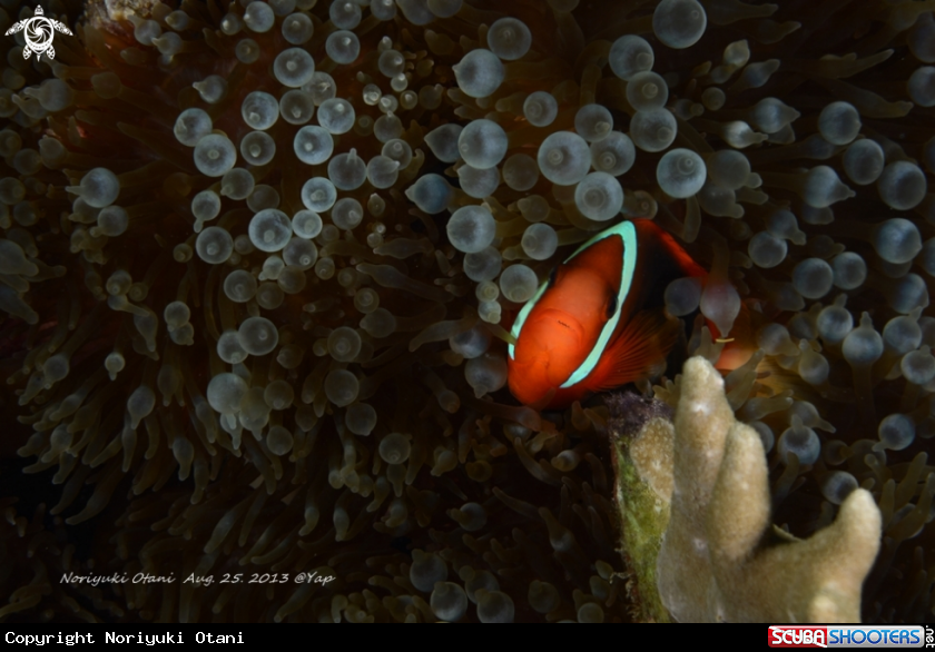 A Anemone Fish