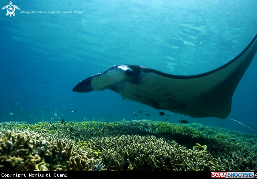 A Manta Ray