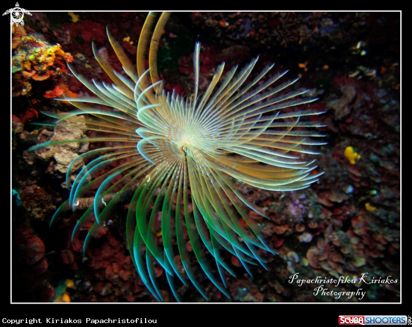 A Sithonia