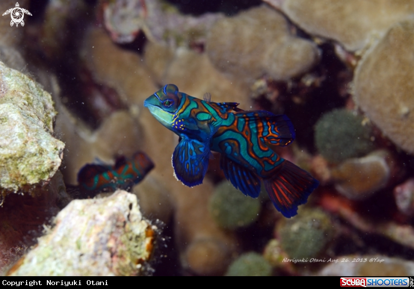 A Mandarinfish