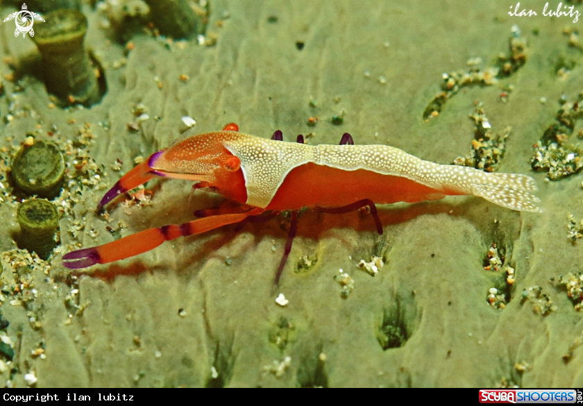 A shrimp