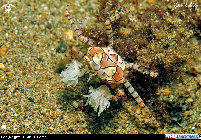 A crab