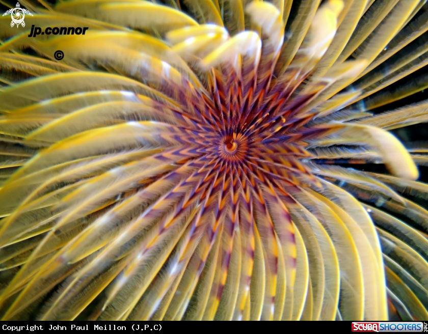 A Spirographe